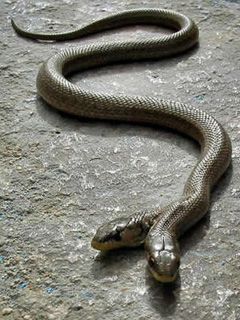 Two Snake