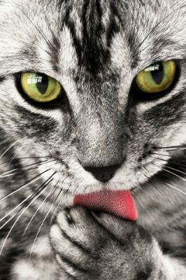 Cat - wallpaper preview