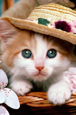 Cat - wallpaper preview