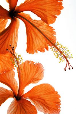 Hibiscus Falling - wallpaper preview