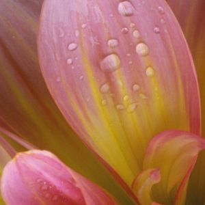 Pink Dalhia Petals