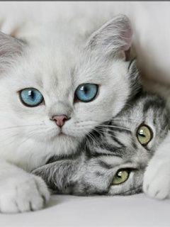 Cats
