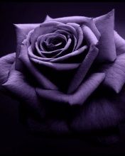 Lilac - wallpaper preview