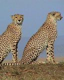 Serengeti  - wallpaper preview