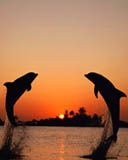 Delfin - wallpaper preview