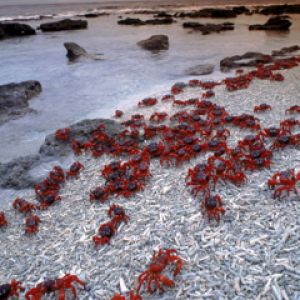 Christmas Island - Red-Crabs