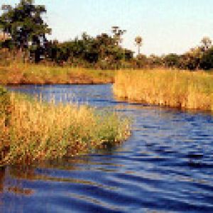 Boro River - Botswana