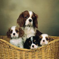 Cavalier King Charles - wallpaper preview