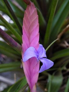 Tillandsia Lindenii Cyanea - wallpaper preview