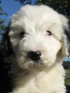 Poodle Hybrid