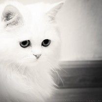 Cat - wallpaper preview