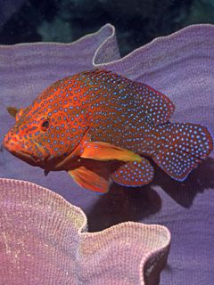 Coral Cod - Elephant Ear Sponge - Solomon Islands - wallpaper preview
