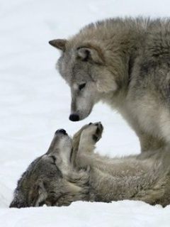 Wolf Play Time