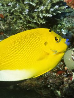 Three Spot Angelfish - Solomon Islands - wallpaper preview