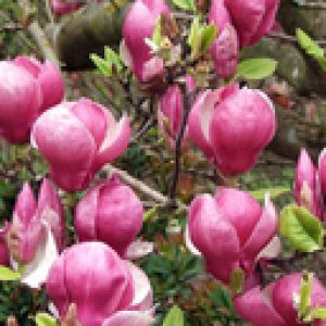 Magnolia
