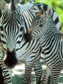 Zebra - Chicago Zoo