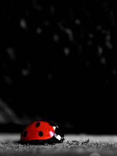 LadyBug