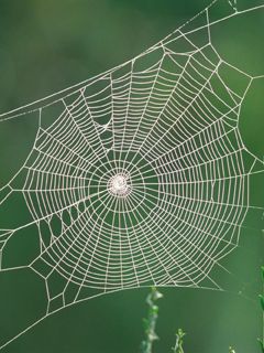 Spider