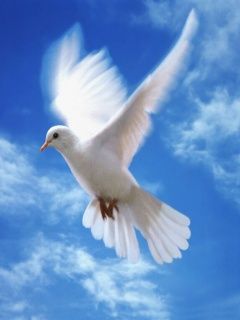 Dove - wallpaper preview
