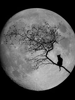 Cat - wallpaper preview