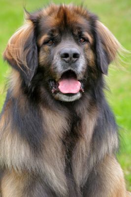 Leonberger  - wallpaper preview