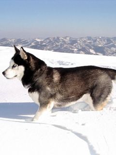Husky - wallpaper preview