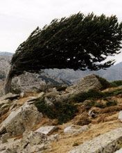 Korzika - wallpaper preview