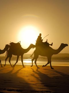 Camels- Essaouira - Morocco