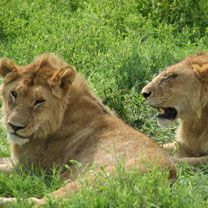 Lions - Serengeti - wallpaper preview
