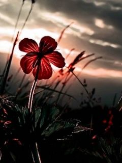 Flower - wallpaper preview