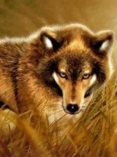 Wolf