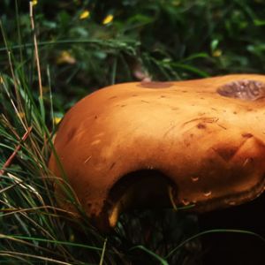 Mushroom 