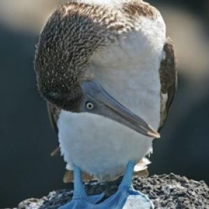 Modronoháč booby