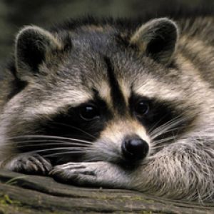 Roztomilý Raccoon Tapeta