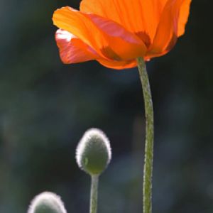 Živá oranžová máková květina