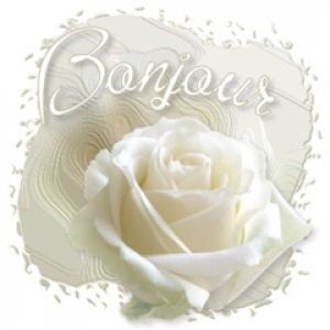 Elegantní Bílá Růže s Bonjour