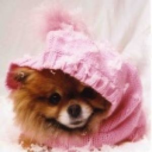 Roztomilý Pomeranian v Růžové Mikině