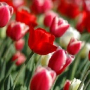 Živý Tulipánový Pole