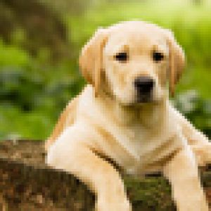 Roztomilý Labrador Štěně