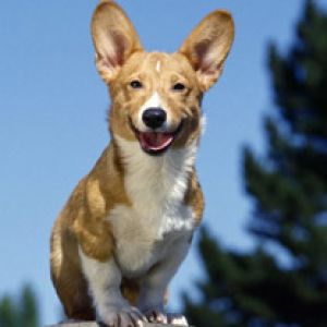 Šťastný Corgi Pes