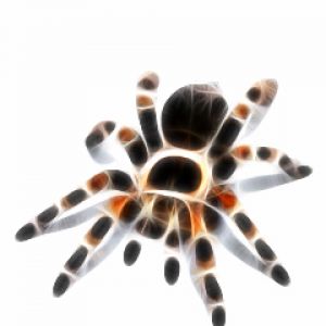 Barevná Tarantule