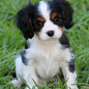 Roztomilý štěně Cavalier King Charles Spaniel