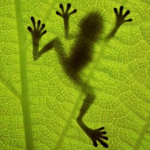 Silhouette Žáby na Listu