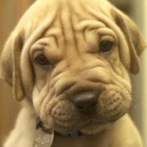 Roztomilý štěně Shar Pei