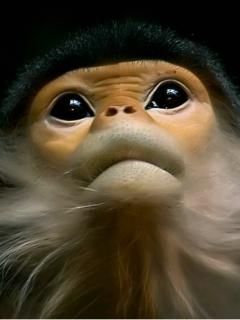 Roztomilá opice zblízka - wallpaper preview