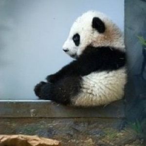 Roztomilé panda mládě