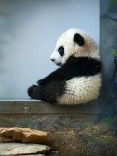 Roztomilé panda mládě