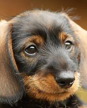 Roztomilý štěně dachshunda - wallpaper preview