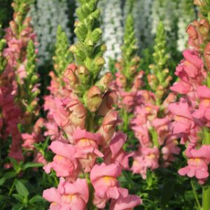 Krásné Květiny Snapdragon