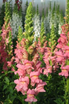 Krásné Květiny Snapdragon - wallpaper preview